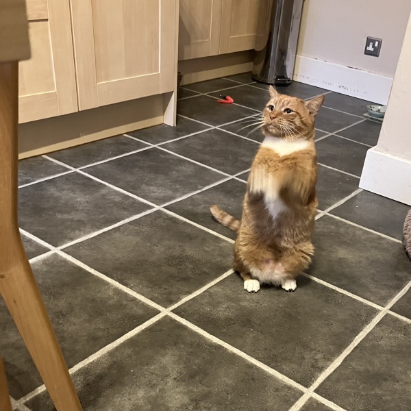 Cat has eaten bolognese sauce