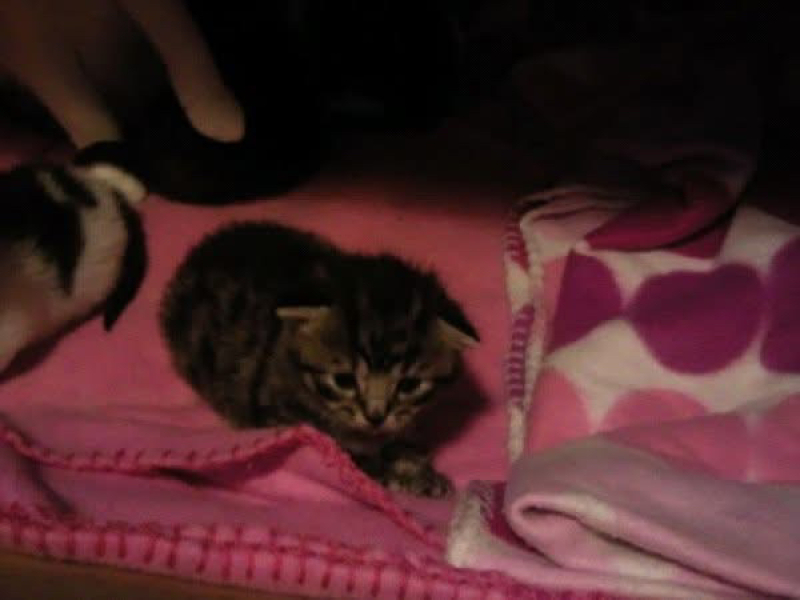 Treat or euthanise senior cat and seizures