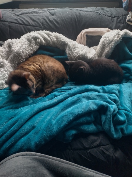 Lap dances, strippers and punch-ups - the Excellent Cats arrange a stag party