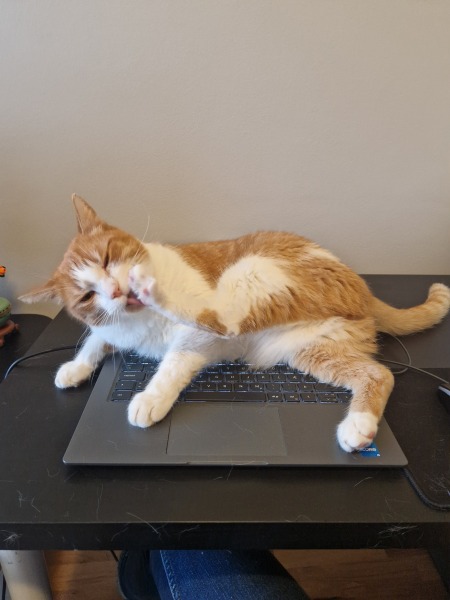 Lap dances, strippers and punch-ups - the Excellent Cats arrange a stag party