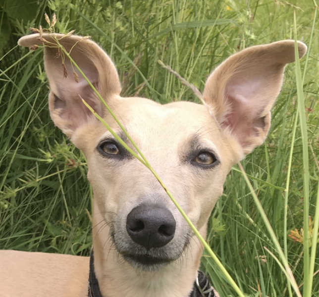 Lab keeps eating other dogs poo