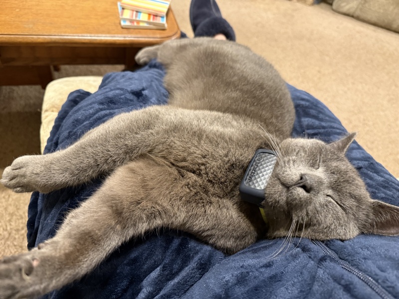 Lap dances, strippers and punch-ups - the Excellent Cats arrange a stag party