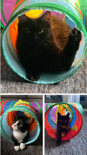 Taking on three rescue cats!