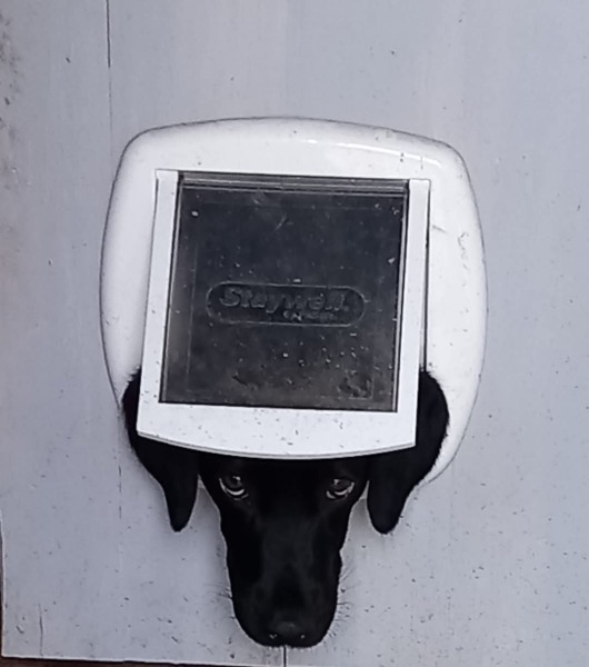 Is my kitten defective? How long did your cat take to learn to use a cat flap?