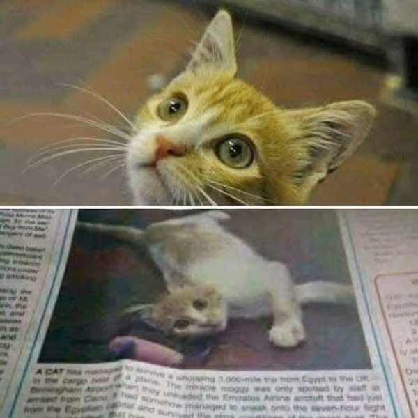 Lap dances, strippers and punch-ups - the Excellent Cats arrange a stag party