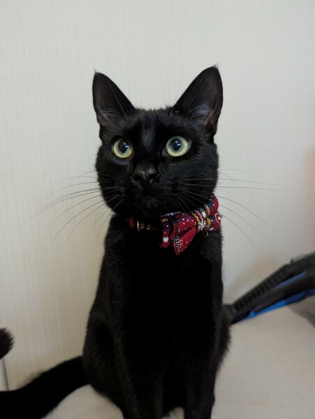 'Done' cat is a humper...
