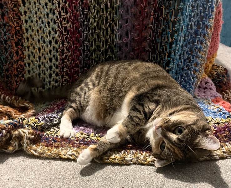 Lap dances, strippers and punch-ups - the Excellent Cats arrange a stag party