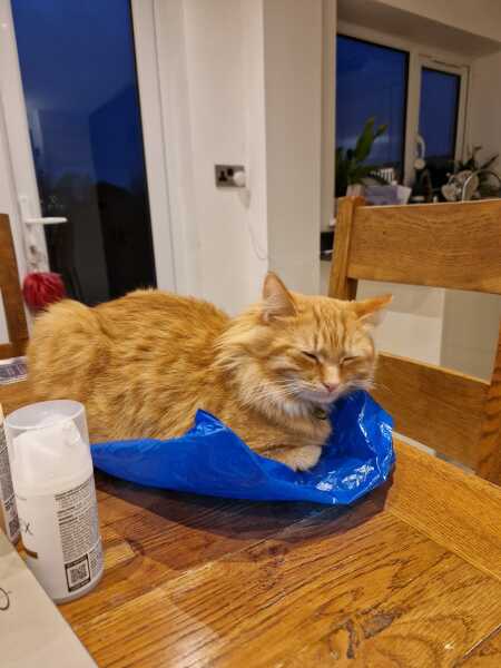 Rehomed cat grooming advice please