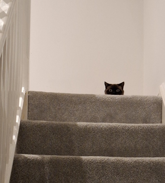 Show me the most unhinged looking photo you have of your cat
