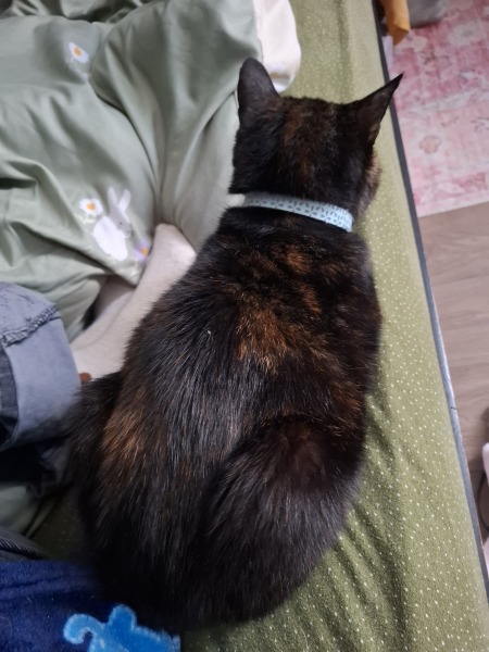 Picking up our cat that's been 'missing' for years