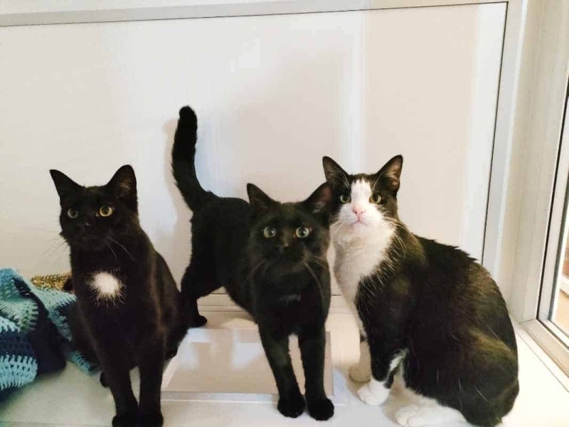 Taking on three rescue cats!