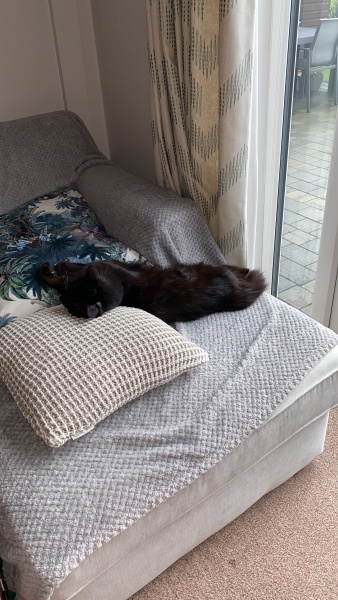 Rescue cats, show me yours!
