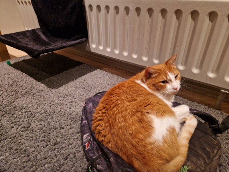 Lap dances, strippers and punch-ups - the Excellent Cats arrange a stag party