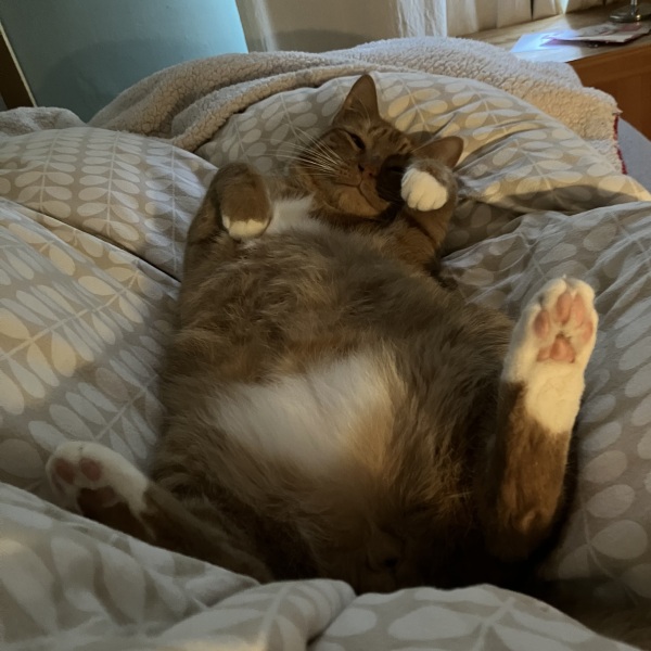 To despise the word 'comfy'?