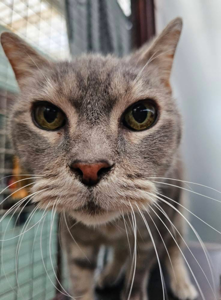 Pampered, Persian, Princess Penelope