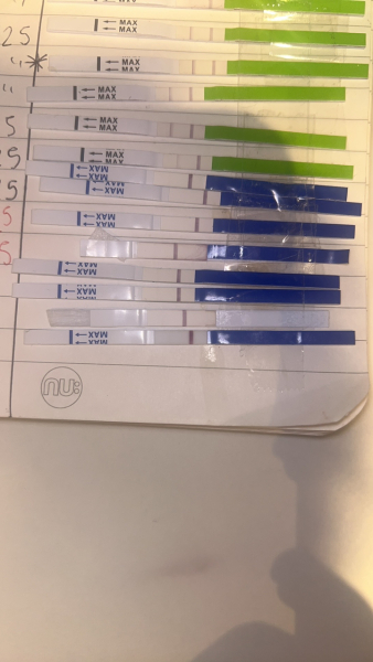 11dpo