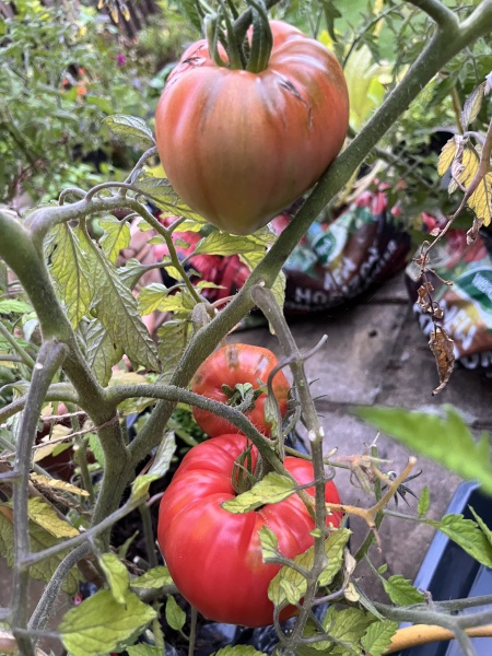 Veg growing.... in Scotland