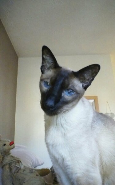 Siamese cats - what is the breed like?