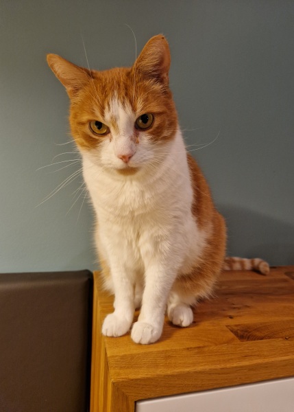 Lap dances, strippers and punch-ups - the Excellent Cats arrange a stag party