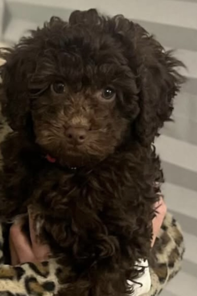 Buying a puppy. Breeder applying pressure for payment.