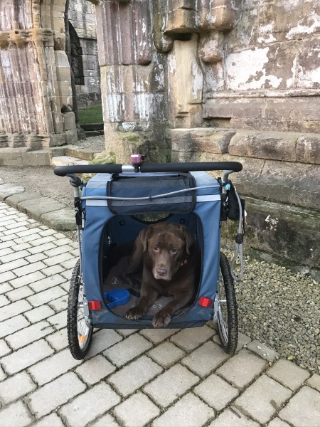 What would you think if you saw dogs in their own pram?