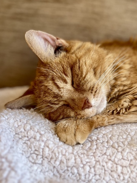 Show me your elderly cats
