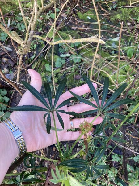 Plant ID, please.