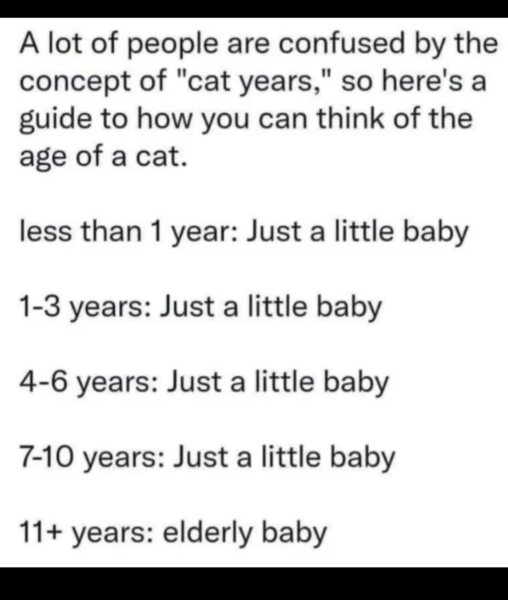 Show me your elderly cats