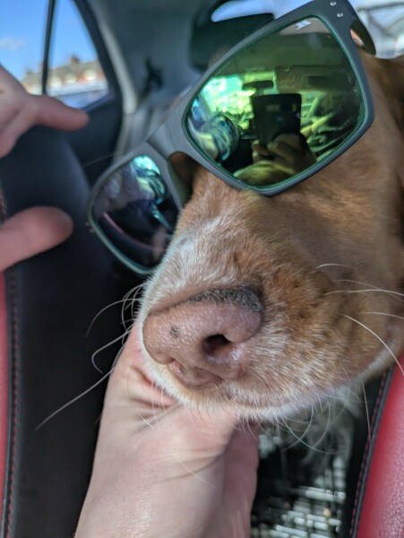 Adolescent Dog Survival Thread - get teenage licks right through the night!