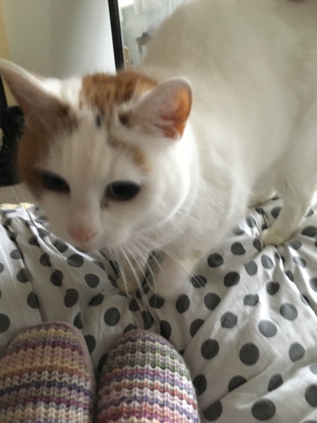 Lap dances, strippers and punch-ups - the Excellent Cats arrange a stag party