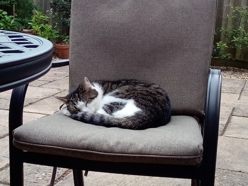 Rescue cats, show me yours!