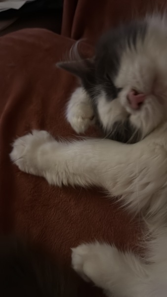 Rescue cats, show me yours!