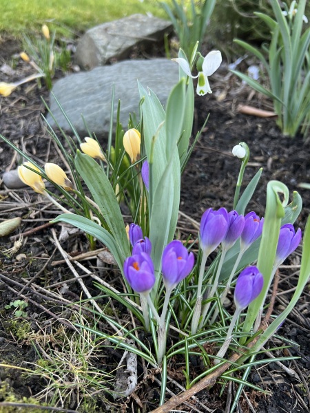 Likely breast cancer after ultrasound