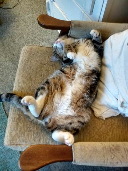 Can you ever 'finish' brushing a cat?