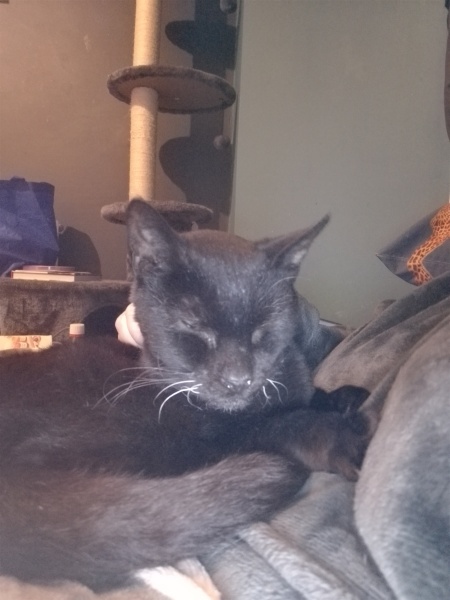 Lap dances, strippers and punch-ups - the Excellent Cats arrange a stag party