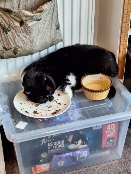 Rescue cats, show me yours!