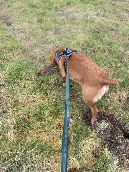 Adolescent Dog Survival Thread - get teenage licks right through the night!