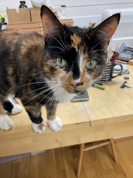 Anyone got a tortie?