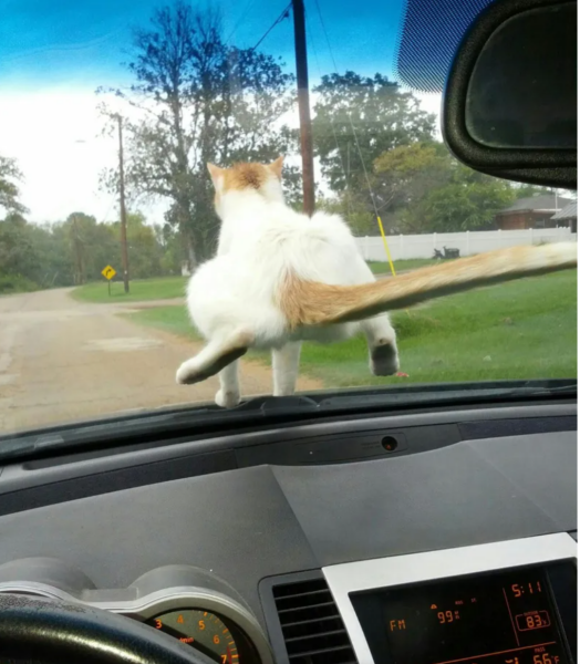 Lap dances, strippers and punch-ups - the Excellent Cats arrange a stag party