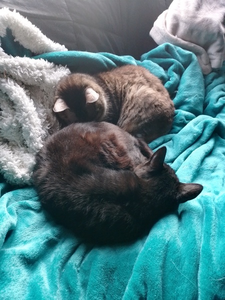 Lap dances, strippers and punch-ups - the Excellent Cats arrange a stag party