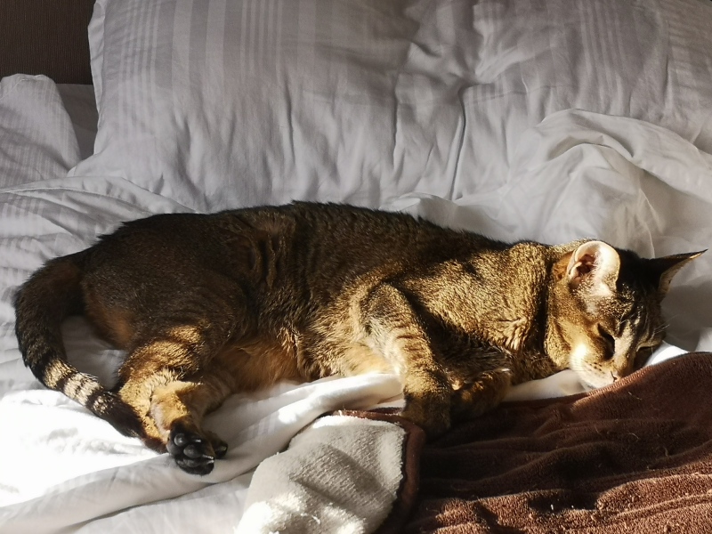Show me your elderly cats