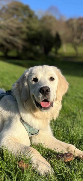Any golden retriever families who can advise before I get a puppy?