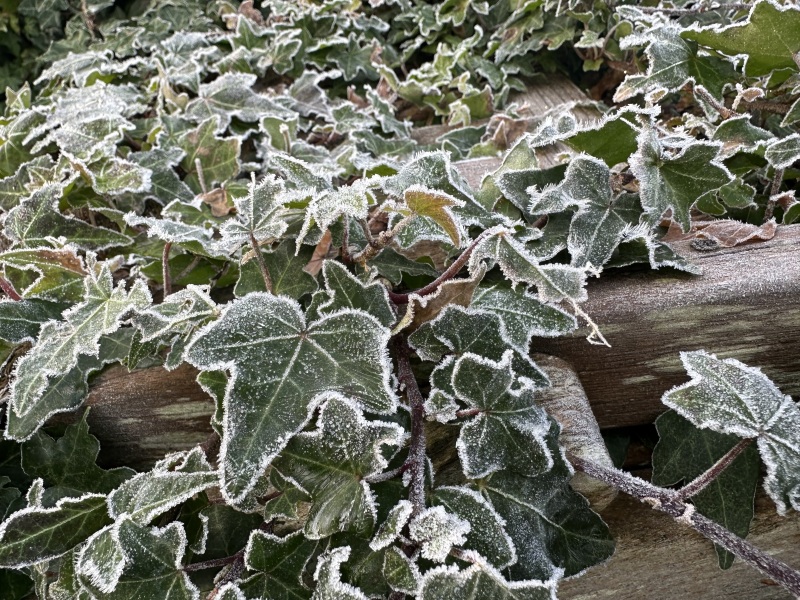 The Nigel Slater Christmas Chronicles Readalong 2024 Part 3