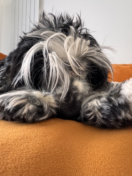 11 year old Cocker Spaniel