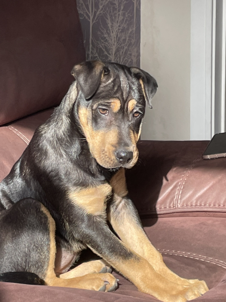 Getting a puppy. What to call her?!