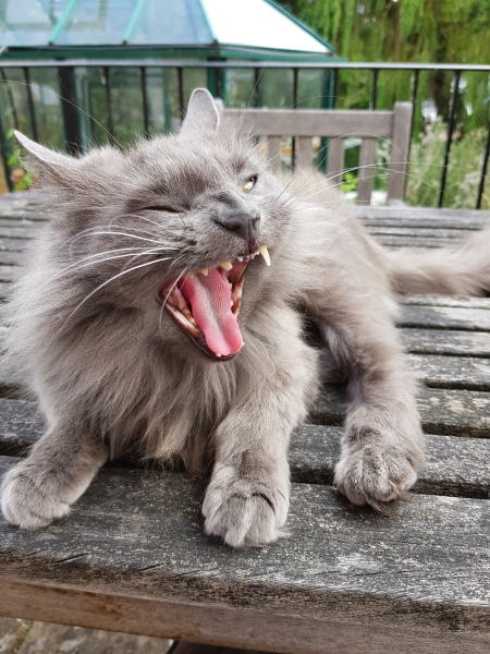Show me the most unhinged looking photo you have of your cat