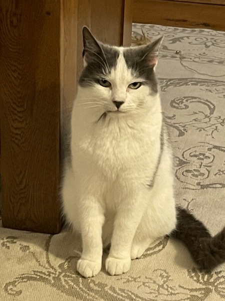 Show me the most unhinged looking photo you have of your cat