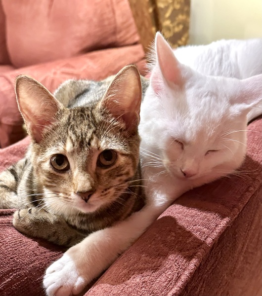 Taking on three rescue cats!