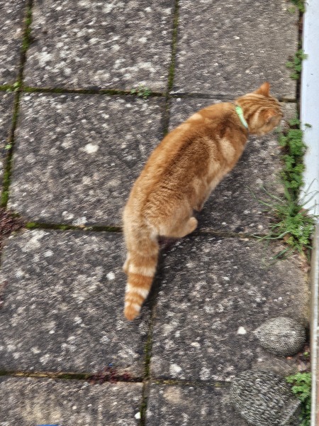 Lap dances, strippers and punch-ups - the Excellent Cats arrange a stag party