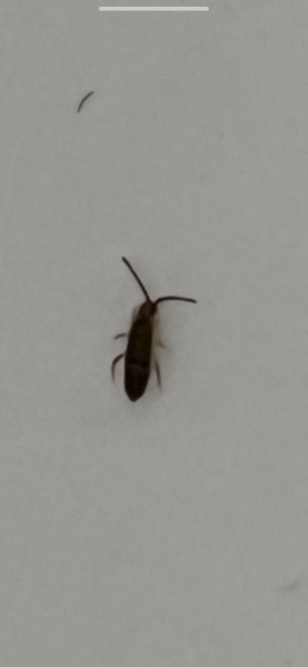 To think this is a cockroach?